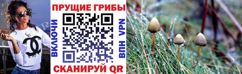 Купить где  Новосокольники  Псилоцибиновые грибы Magic Shrooms 